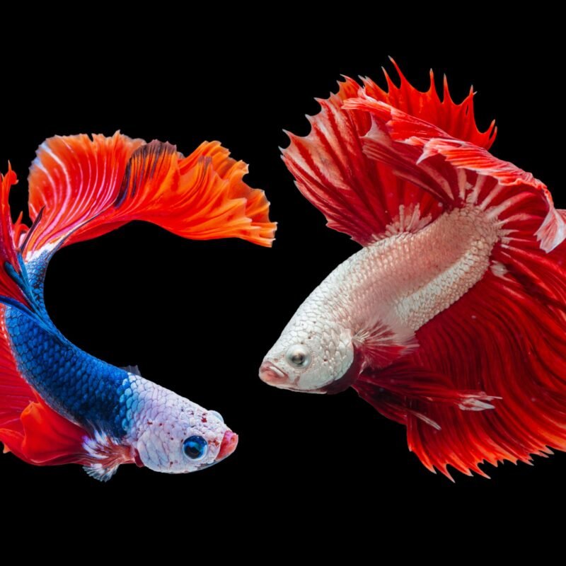 Two fish